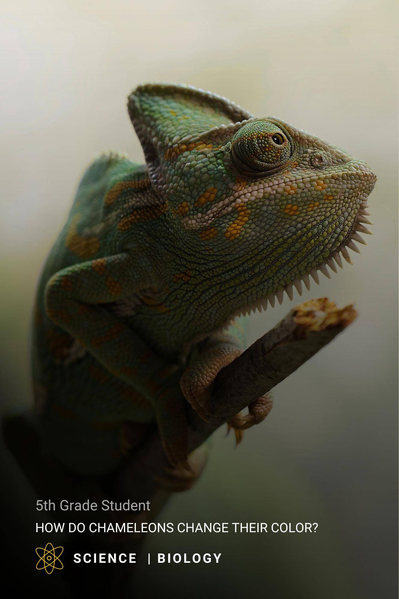 chameleon on a stick